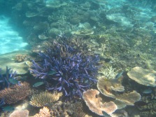 lavender coral